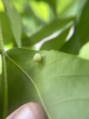 Phylloxera caryaeavellana