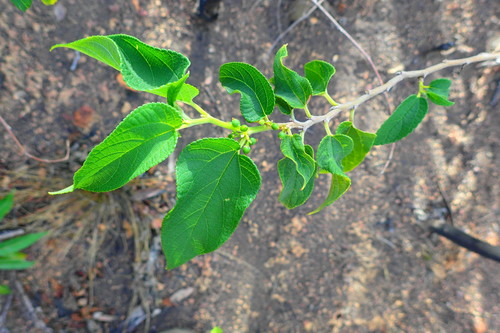 Cannabaceae image