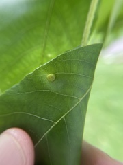 Phylloxera caryaeavellana