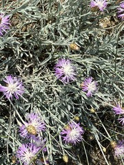 Psephellus trinervius