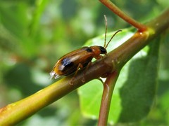 Phyllobrotica quadrimaculata