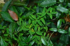 Berberis hayatana