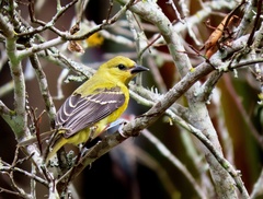 Icterus nigrogularis