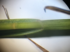 Carex tribuloides sangamonensis