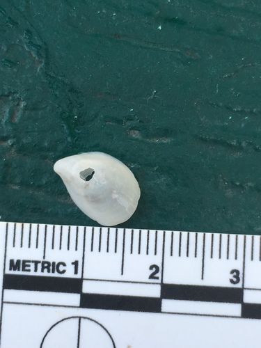 Crepidula maculosa