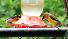 Icterus nigrogularis