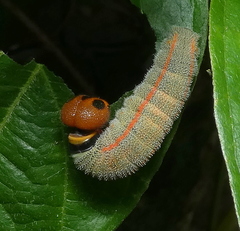 Charaxinae