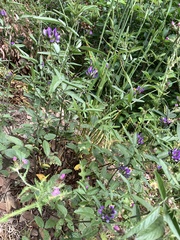 Bituminaria bituminosa