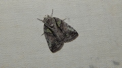Blenina squamifera