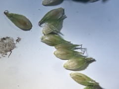 Carex tribuloides sangamonensis