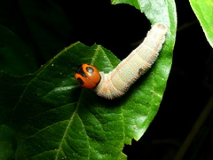 Charaxinae