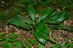 Calanthe aristulifera