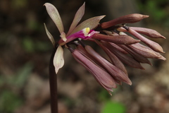 Cremastra appendiculata variabilis