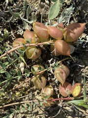 Astragalus suprapilosus