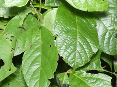 Charaxinae