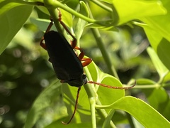 Elateropsis scabrosus