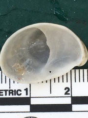 Crepidula fornicata image