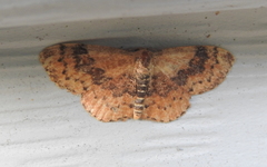 Leptostales ferruminaria