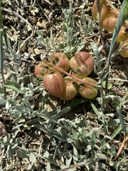 Astragalus suprapilosus
