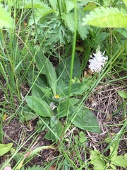 Plantago urvillei
