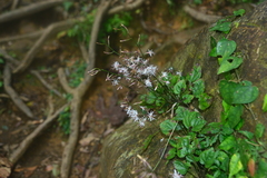 Ainsliaea macroclinidioides