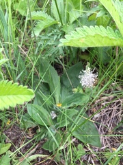 Plantago urvillei