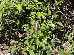 Heraclides andraemon