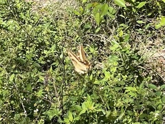 Heraclides andraemon