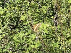 Heraclides andraemon