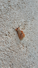 Trosia nigropunctigera