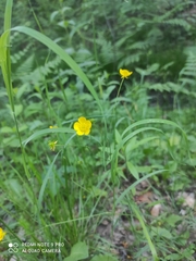Ranunculus acris