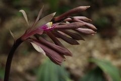 Cremastra appendiculata variabilis