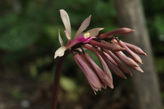 Cremastra appendiculata variabilis