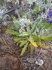 Stephanomeria guadalupensis