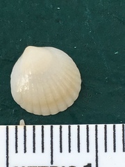 Glycymerididae