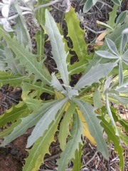 Stephanomeria guadalupensis
