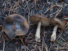 Melanoleuca angelesiana