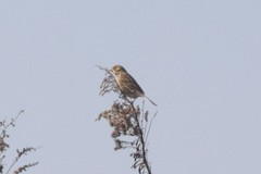 Emberiza fucata