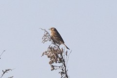 Emberiza fucata