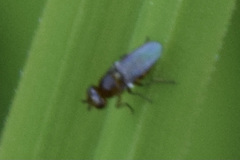 Ectecephala