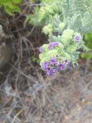 Phacelia phyllomanica