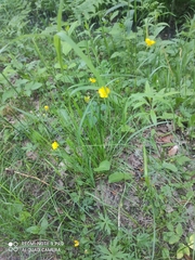 Ranunculus acris