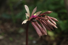 Cremastra appendiculata variabilis