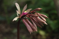 Cremastra appendiculata variabilis