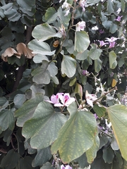 Bauhinia variegata