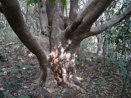Andi (Carallia brachiata)