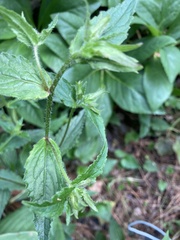 Campanula punctata