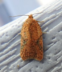 Acleris semiannula