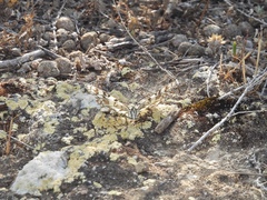 Melanargia ines