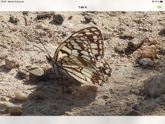 Melanargia ines